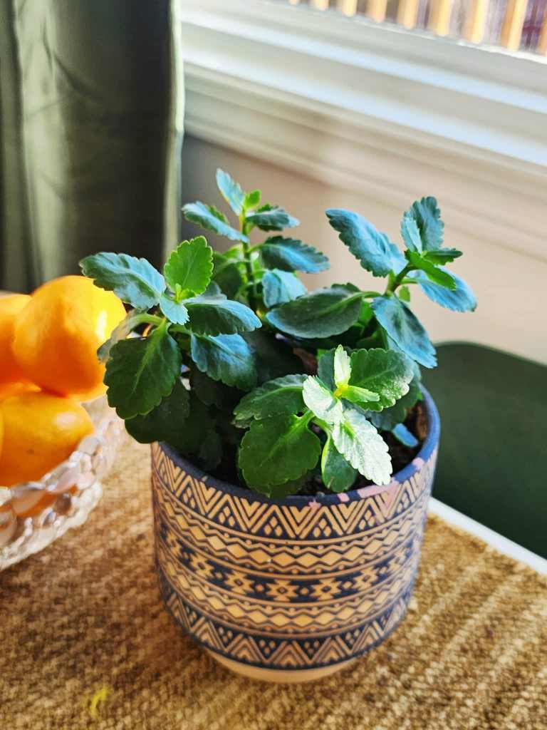 A potted kalanchoe plant with lush green leaves, placed on a textured surface next to a bowl of mandarin oranges.