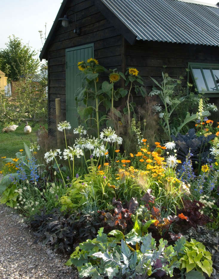 A vibrant garden in front of a rustic, dark wooden shed, featuring various colorful flowers such as daisies, marigolds, and sunflowers, alongside lush green foliage and a gravel path.
