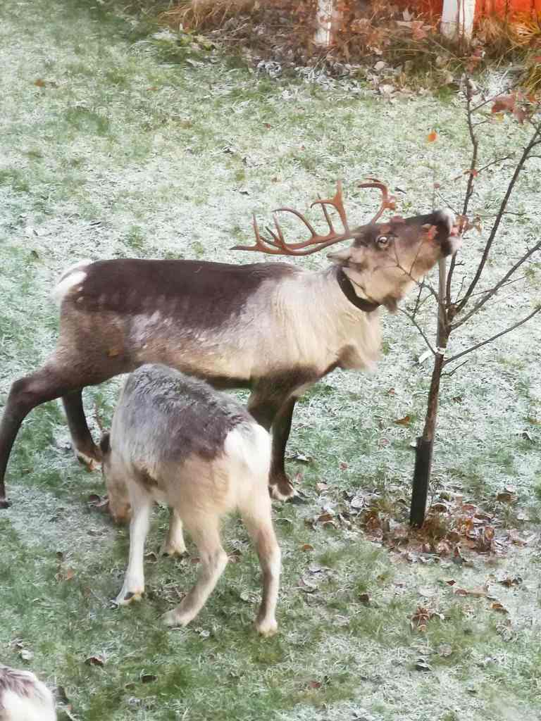 Two reindeer foraging on a snowy lawn, one nibbling leaves from a small tree.