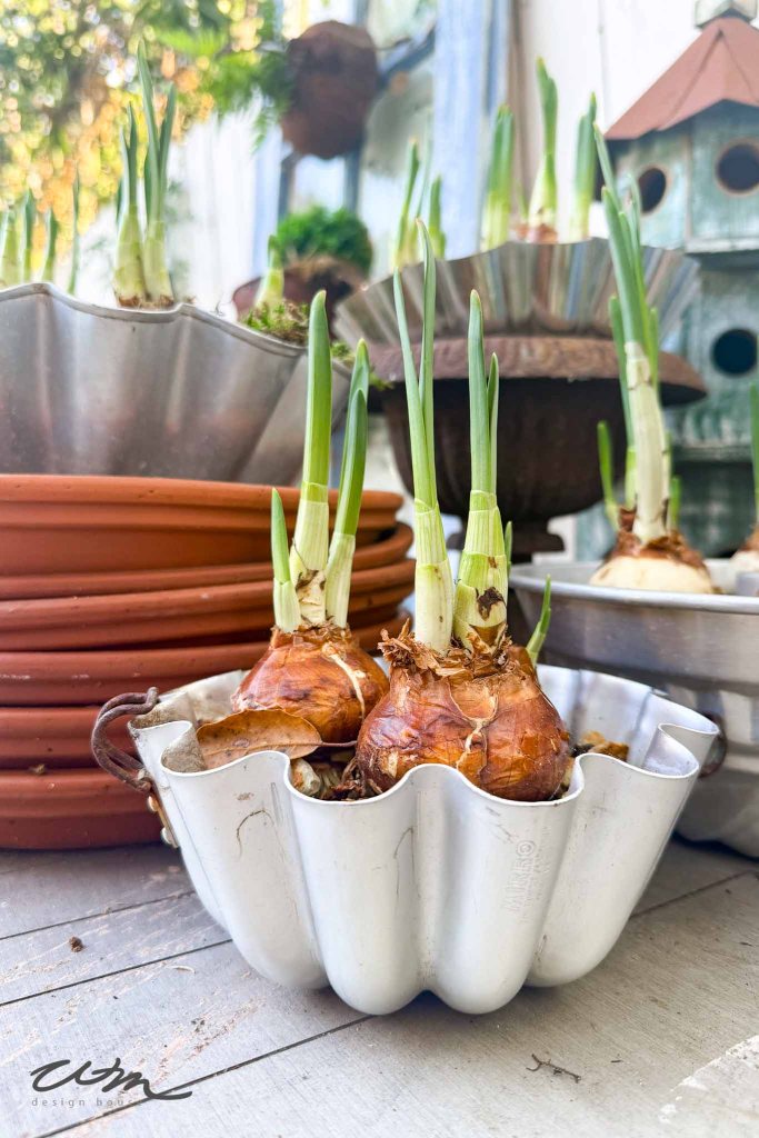 A close-up of sprouting bulbs in an old tin mold, with green shoots emerging from brown bulbs, surrounded by various pots and a rustic backdrop.