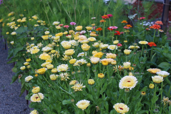 A vibrant garden filled with yellow, white, and orange flowers, showcasing a variety of blooms among lush green foliage.