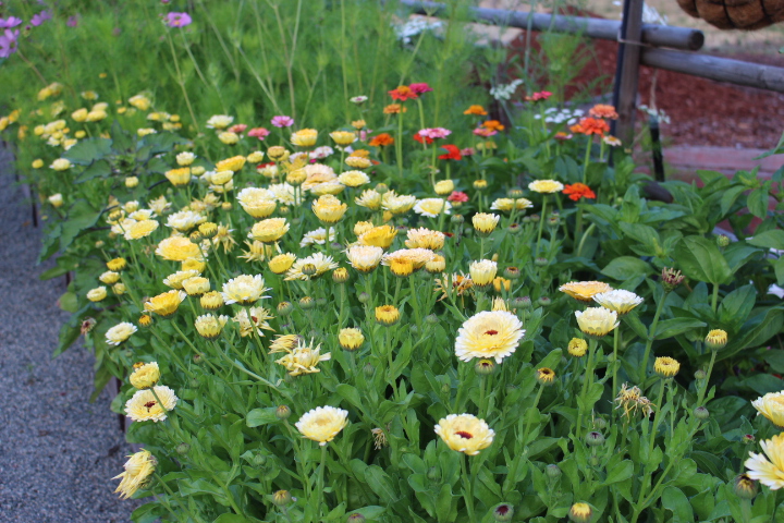 A vibrant garden filled with yellow, pink, and orange flowers among lush green foliage.