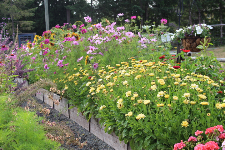 A vibrant garden bed filled with blooming annual flowers, including yellow calendula and other colorful varieties, arranged in wooden raised planters.