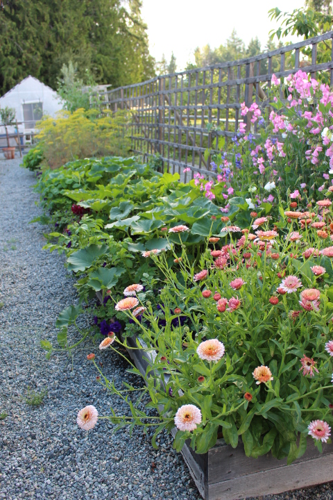 A vibrant garden bed filled with colorful flowers, including pink and white blooms, alongside lush green plants, set in a gravel pathway with a trellis in the background.