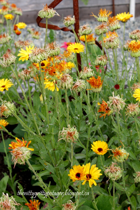 A vibrant garden filled with blooming yellow and orange flowers surrounded by green foliage, with some of the flowers going to seed.