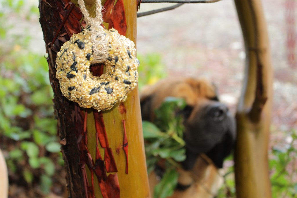 A homemade bird seed feeder in the shape of a wreath, made from seeds and hanging on a tree, with a blurred dog in the background.