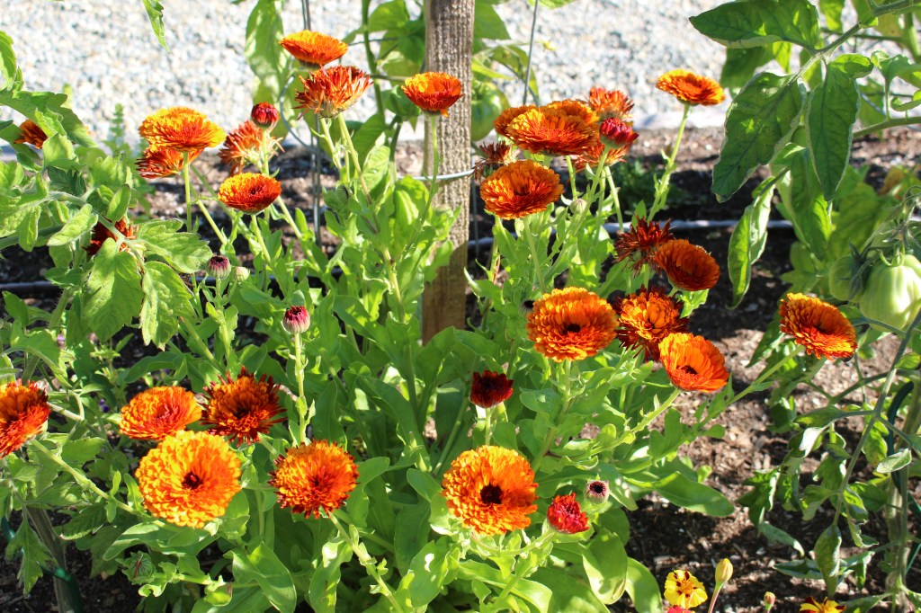 A cluster of vibrant orange and red flowers surrounded by green leaves in a garden setting.