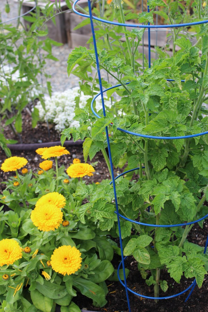 A vibrant garden scene featuring a tall tomato plant supported by a blue cage, alongside lush green leaves and bright yellow marigold flowers blooming in the foreground.
