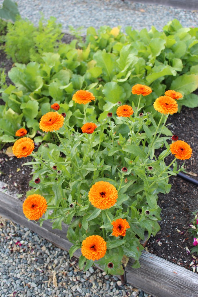 A garden featuring vibrant orange flowers surrounded by green leafy plants.