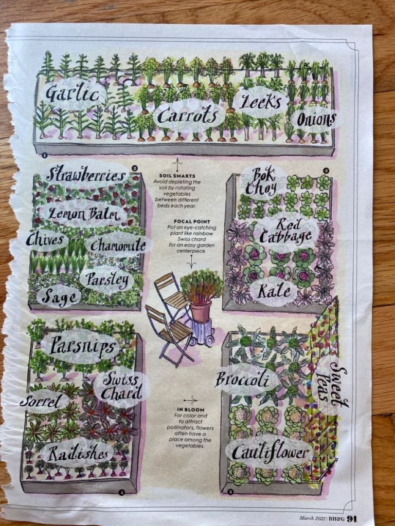 Illustration of a vegetable garden layout with labeled sections for garlic, carrots, leeks, onions, strawberries, lemon balm, chives, chamomile, sage, parsley, parsnips, Swiss chard, sorrel, radishes, bok choy, red cabbage, kale, broccoli, sweet peas, and cauliflower.