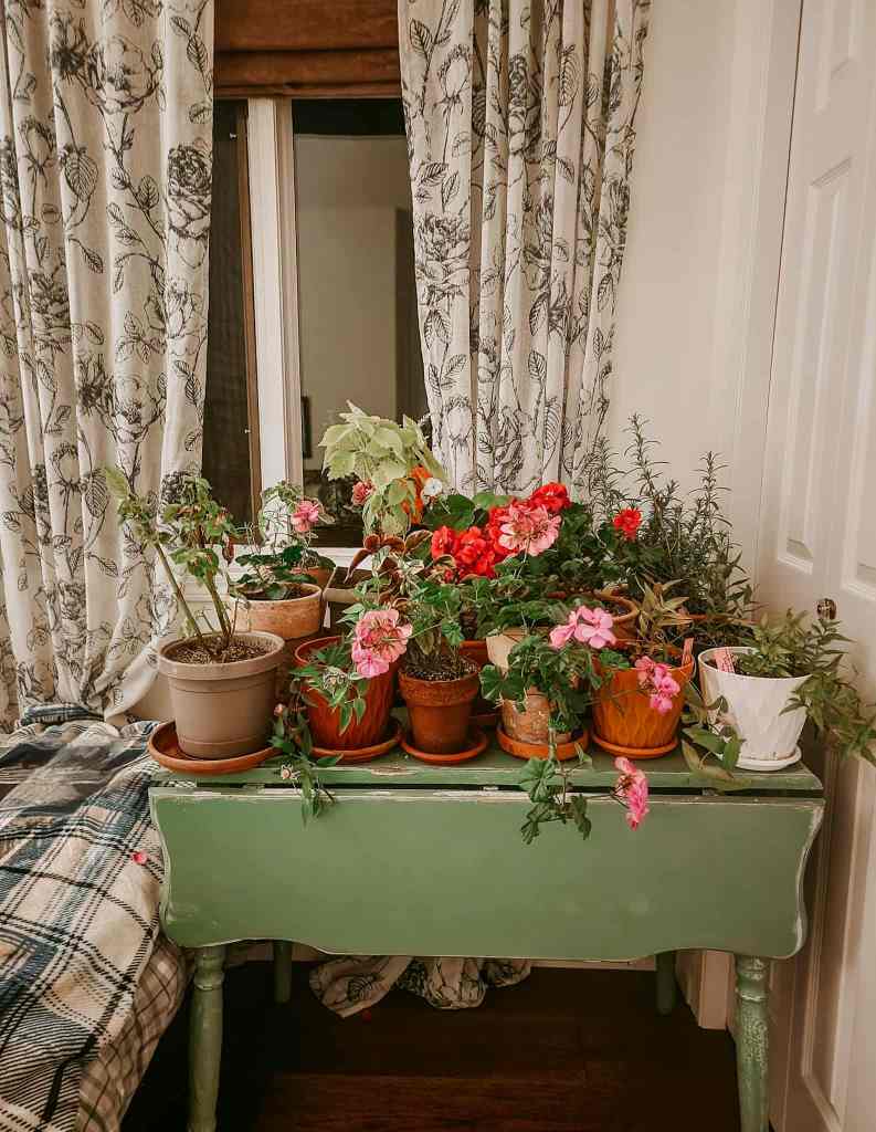 A colorful arrangement of potted plants, including geraniums and greenery, on a green table near a window, with floral-patterned curtains in the background.