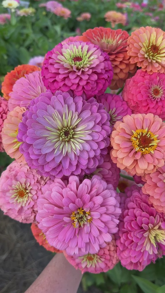 A vibrant bouquet of zinnia flowers featuring shades of pink, purple, and orange, with a background of green foliage.