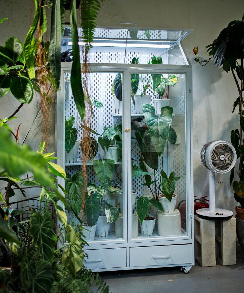 A glass display cabinet containing various potted houseplants, with a fan and shelving visible in a green and well-lit indoor space.