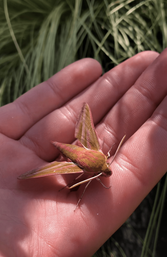 A hand holding a colorful moth resting on the palm, with green grass in the background.