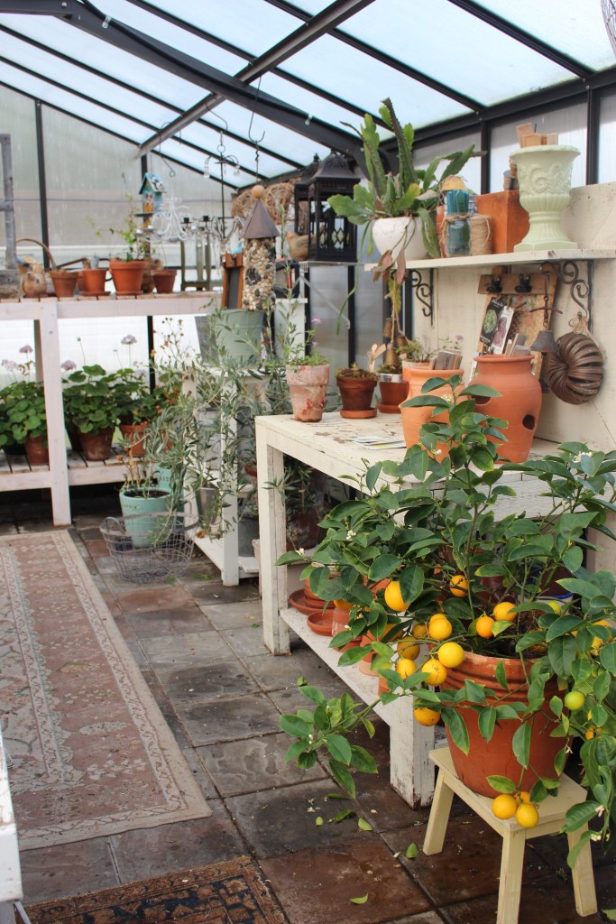 Interior of a greenhouse featuring various potted plants, including a citrus tree with small yellow fruits, decorated with shelves and lanterns.