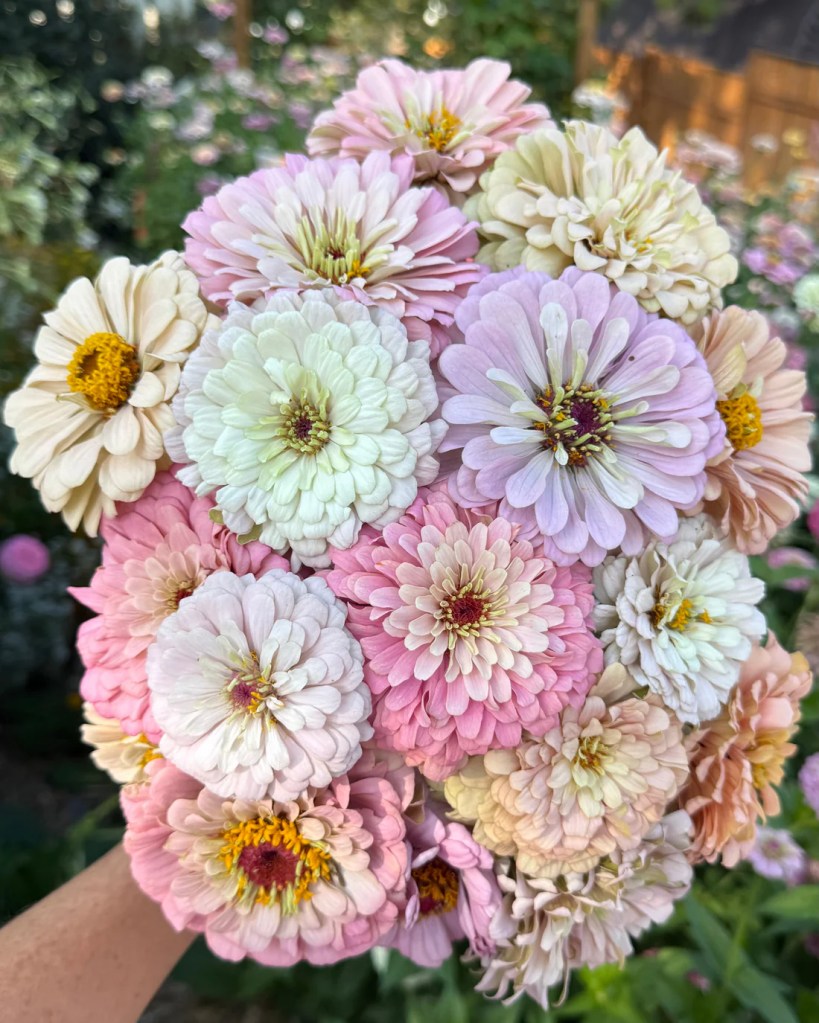 A close-up of a bouquet of zinnias in soft pastel colors, including pink, cream, and lavender, with a background of green foliage.