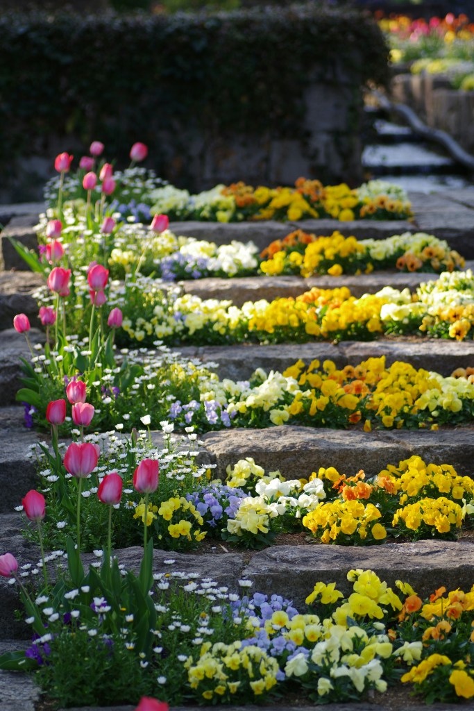 Colorful flower garden featuring pink tulips and a variety of yellow, blue, and purple pansies arranged along stone paths.
