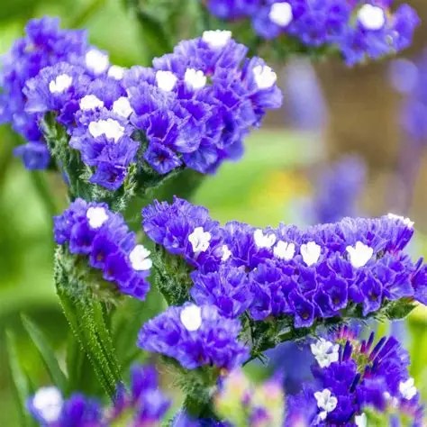 Close-up of vibrant purple flowers with white centers, showcasing vivid colors and lush green foliage.