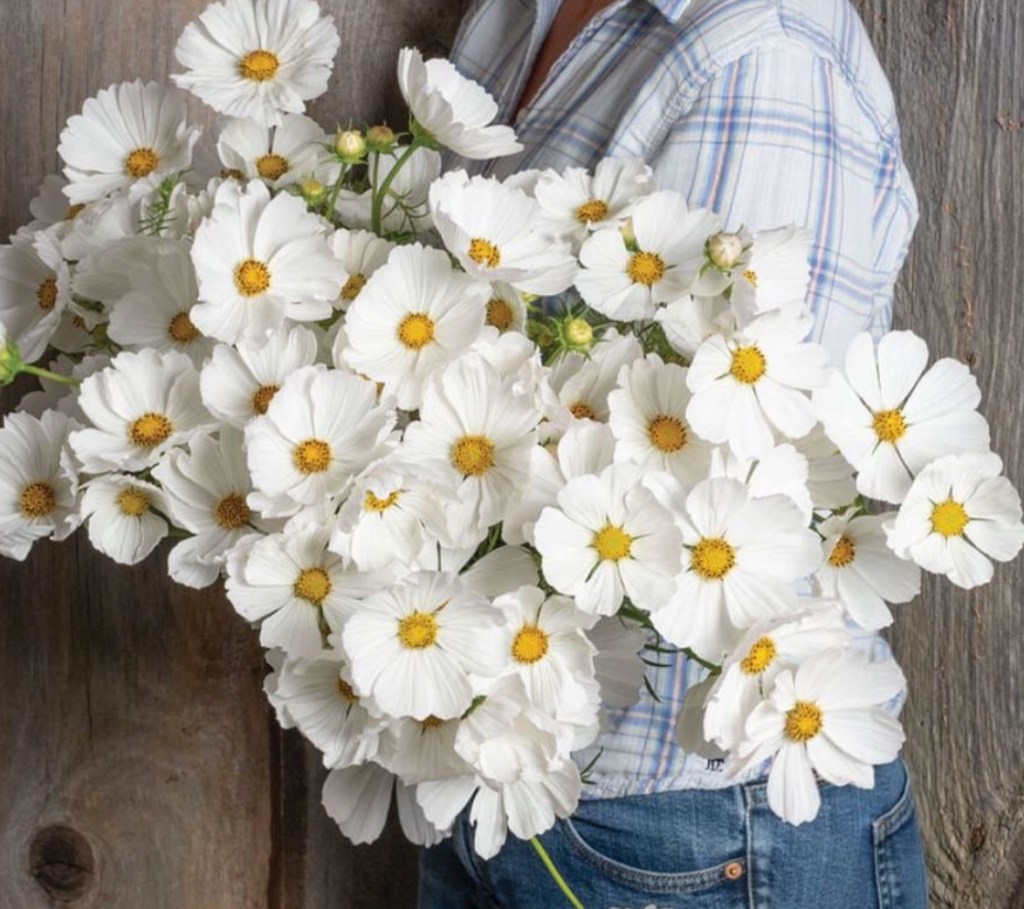 A person holding a large bouquet of white cosmos flowers against a rustic wooden backdrop.