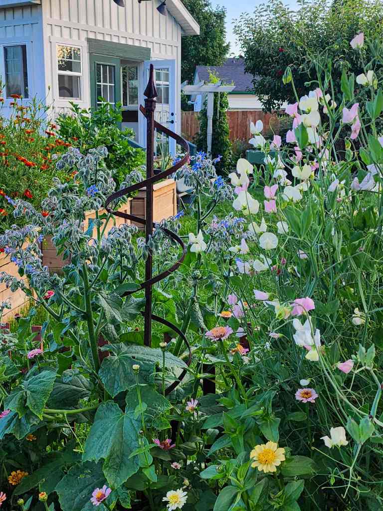 A vibrant garden scene featuring a variety of blooming flowers, including sweet peas and zinnias, with a decorative trellis in the center and a charming garden shed in the background.