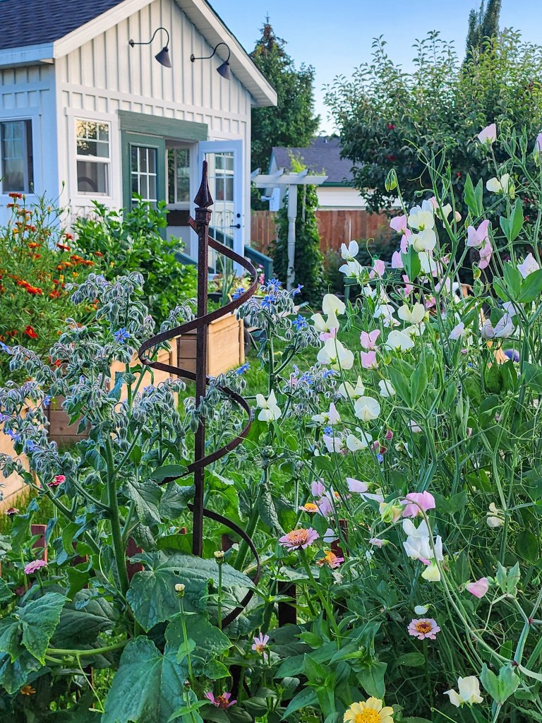 A vibrant garden scene featuring various flowers, including sweet peas and borage, with a decorative spiral trellis. In the background, a charming white garden shed is visible, surrounded by lush greenery.