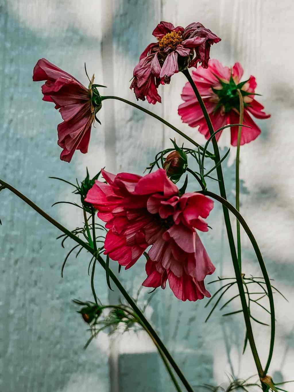 2025 Year End Flower Seed Report Card