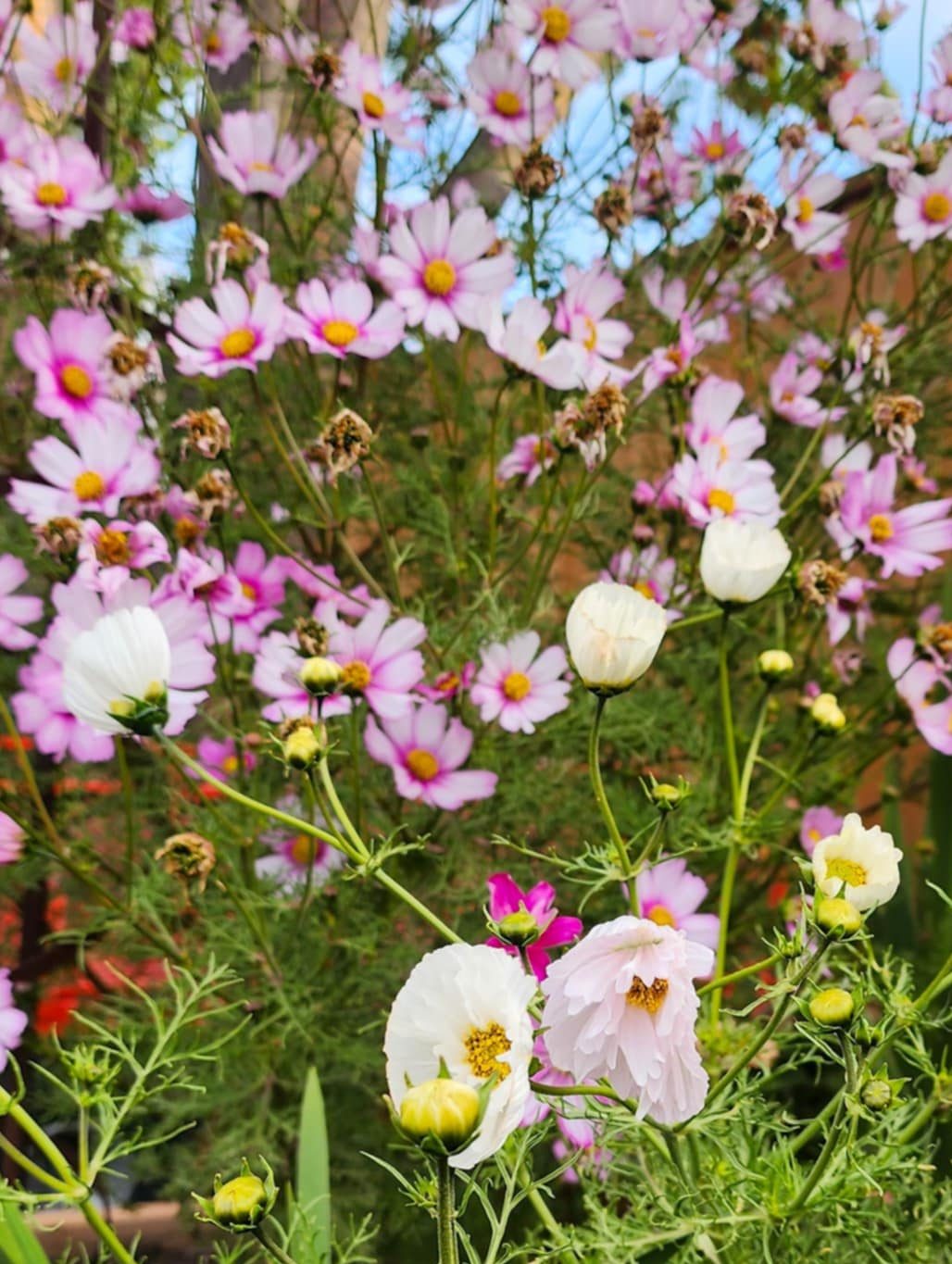 A vibrant flower garden featuring blooming cosmos in shades of pink and white, surrounded by lush green foliage.