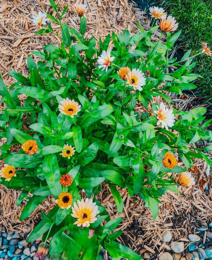 A close-up view of a vibrant flower bed featuring orange and white blooms among green foliage, with mulch and pebbles in the background.