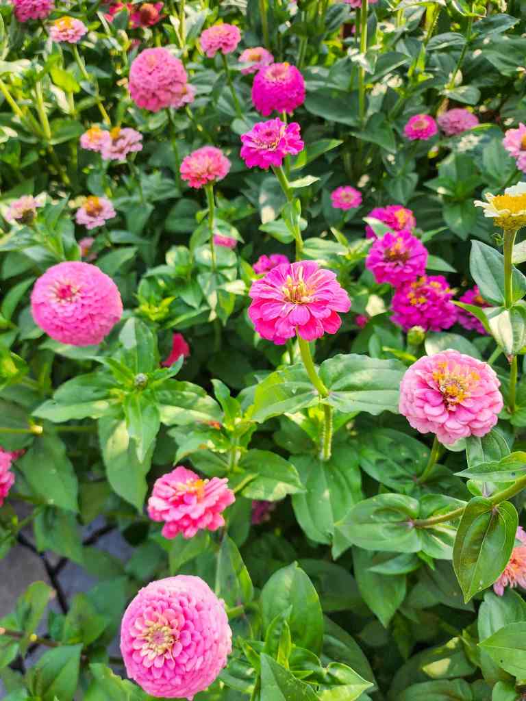 A variety of vibrant pink zinnias blooming among lush green foliage in a garden.