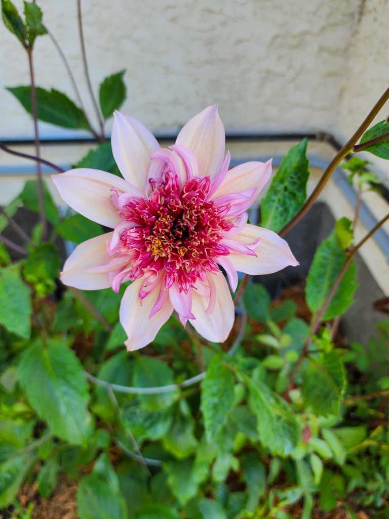 A close-up of a dahlia flower with pale pink petals and a center of darker pink, surrounded by green leaves.