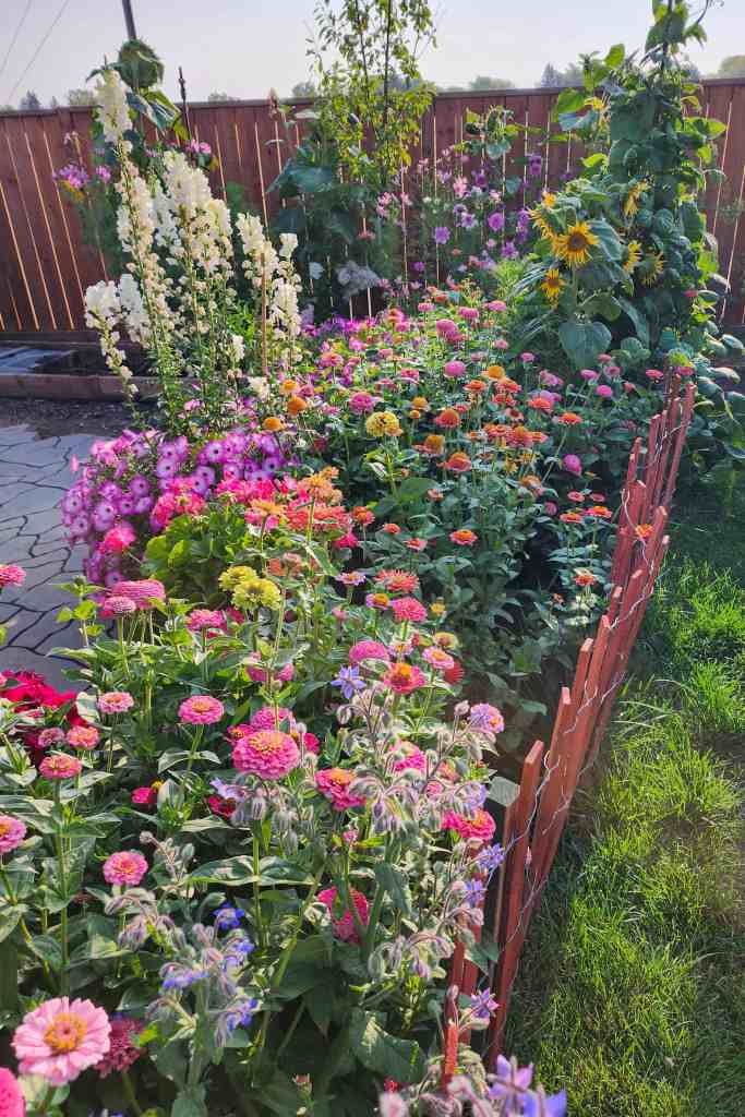 A vibrant flower garden featuring a variety of colorful annual flowers, including zinnias and cosmos, surrounded by a decorative wooden fence.