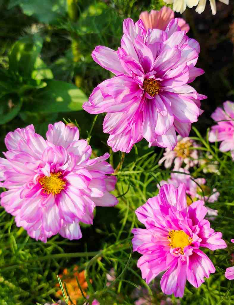 Three pink and white striped cosmos flowers in a green garden.