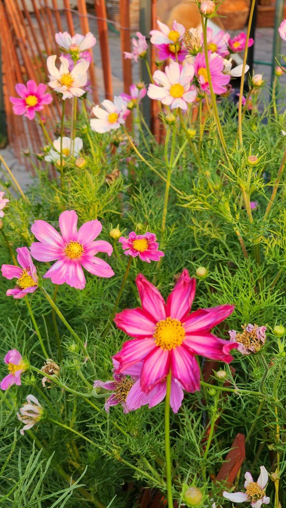 A vibrant display of cosmos flowers featuring pink and white blooms set against lush green foliage.
