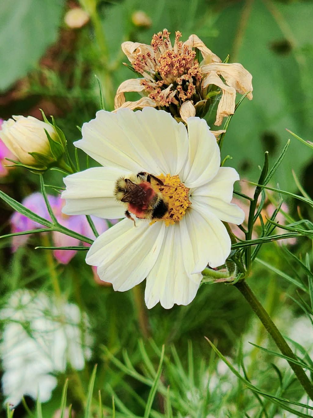 A close-up of a white cosmos flower with a bee feeding on its yellow center, surrounded by green foliage and hints of other colorful flowers in the background.