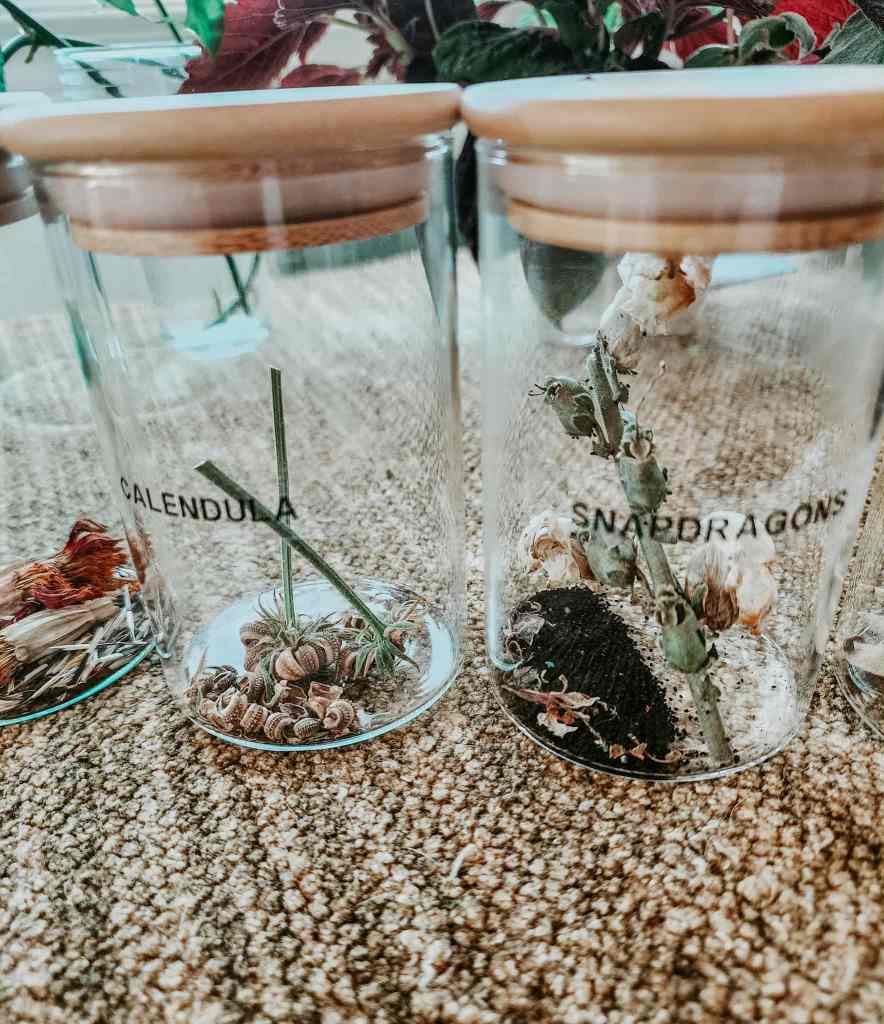 Three glass jars with wooden lids labeled 'Calendula' and 'Snapdragons', containing dried flowers and botanical materials, placed on a textured surface.