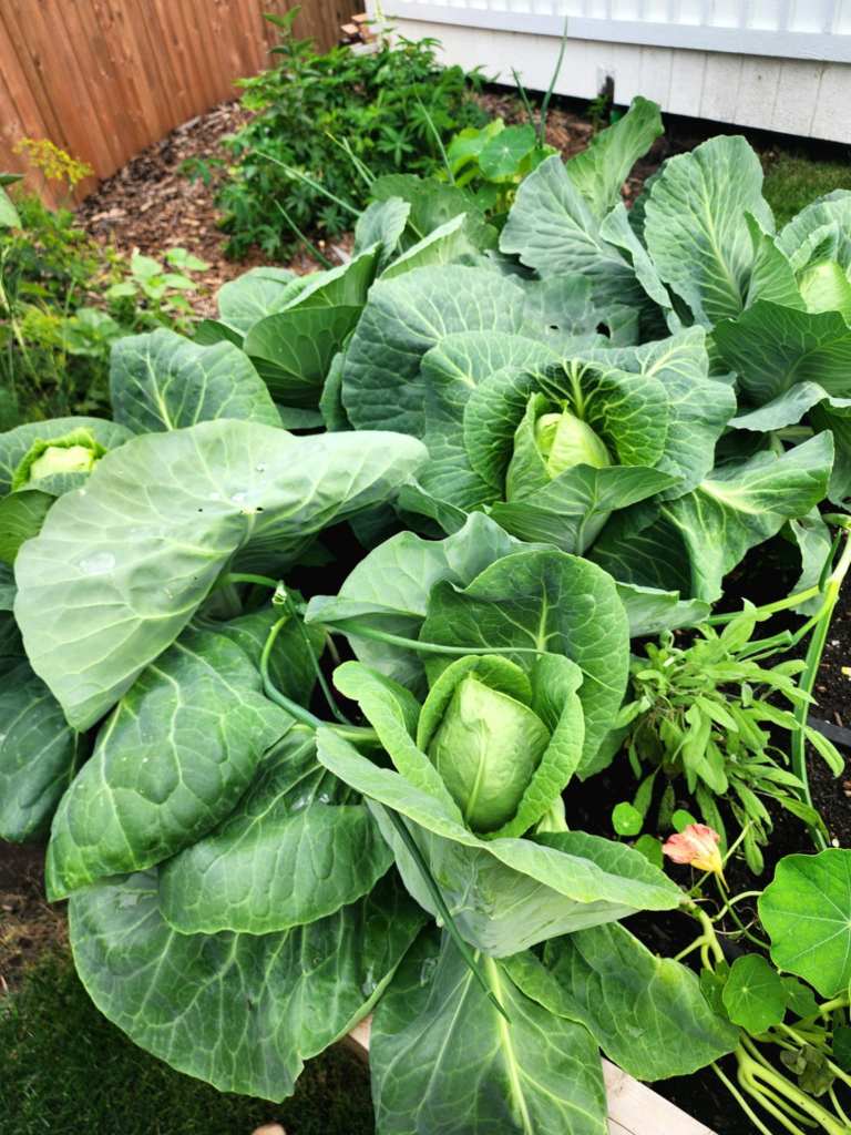 A lush cabbage patch featuring large green leaves and developing cabbage heads, surrounded by other garden plants.