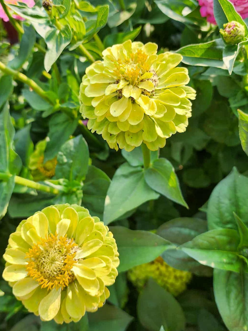 Close-up of yellow zinnia flowers surrounded by green leaves, showcasing their textured petals and intricate center.