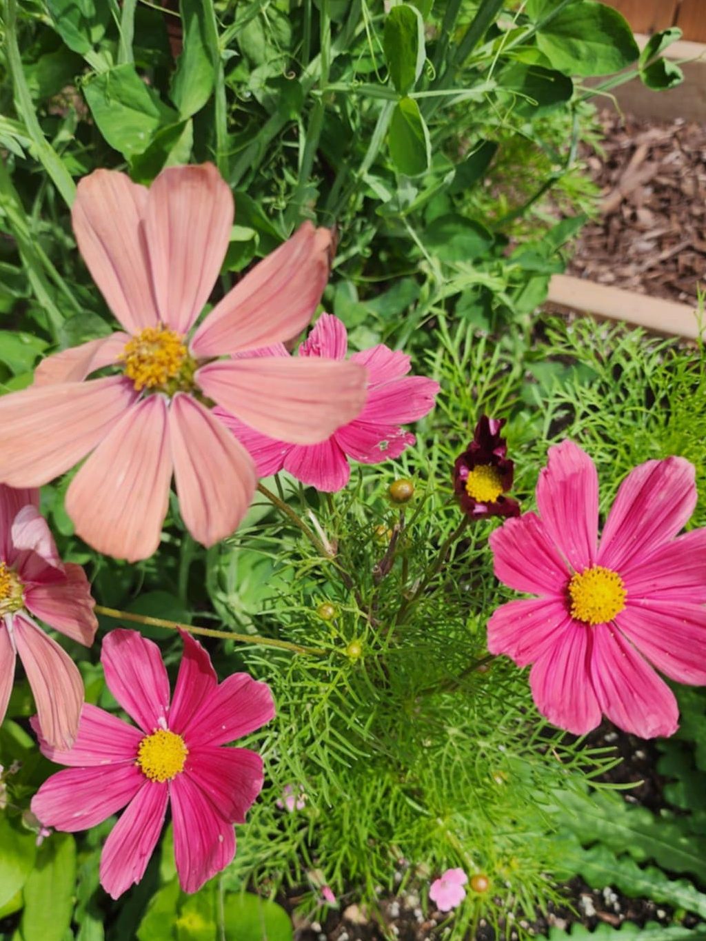 A close-up of pink and peach cosmos flowers with a yellow center, surrounded by green foliage.