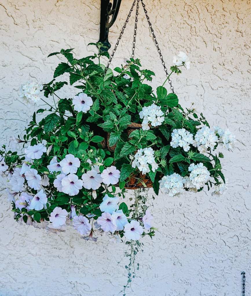 A hanging basket filled with light pink petunias and white flowers, complemented by lush green foliage, against a textured beige wall.