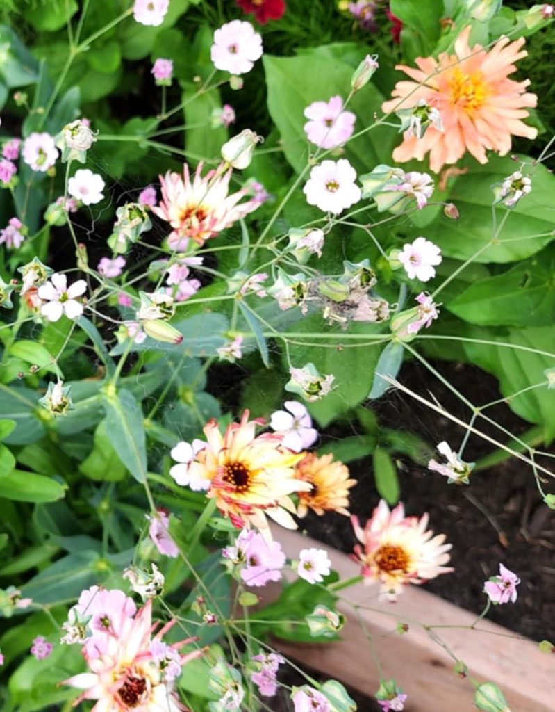 A vibrant arrangement of assorted flowers, including pink and orange blooms, surrounded by lush green leaves in a garden setting.