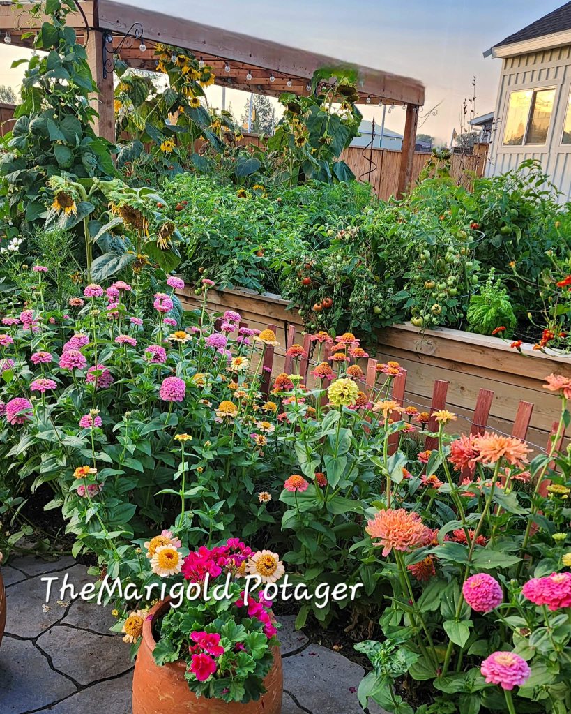 A vibrant garden filled with colorful flowers including zinnias and sunflowers, with a wooden raised bed growing tomatoes and other plants. The scene showcases a cozy and flourishing potager garden.