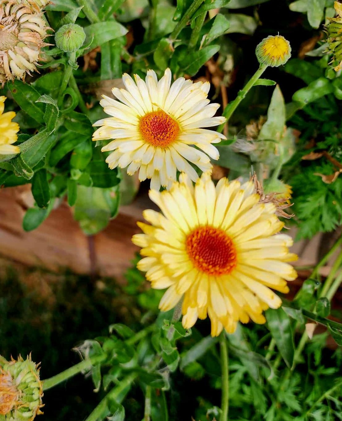 Close-up of yellow calendula flowers with orange centers, surrounded by green leaves.
