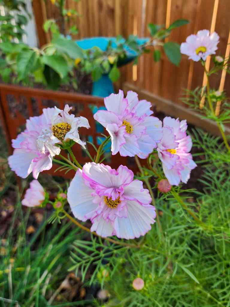 Close-up of pink and white cosmos flowers with frilled petals, surrounded by green foliage.