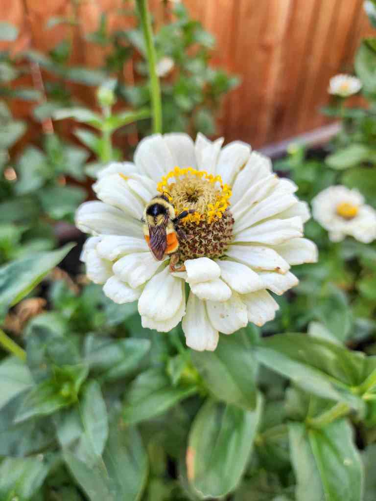 A close-up of a white zinnia flower with a bumblebee collecting pollen in a garden setting.