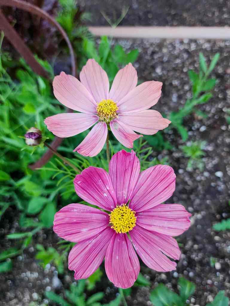 Pink and lavender cosmos flowers with yellow centers, growing in a garden setting.