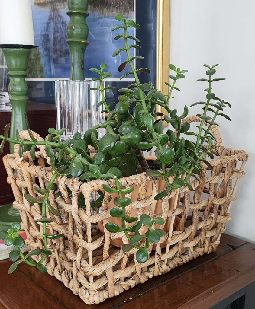 A decorative woven basket containing a jade succulent plant, placed on a wooden surface, with a blurred background of home decor.