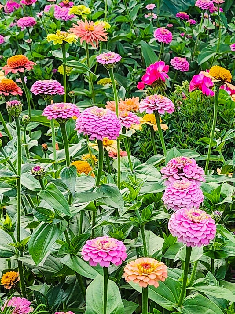 A vibrant garden filled with blooming zinnias in various colors including pink, orange, and yellow, surrounded by lush green leaves.