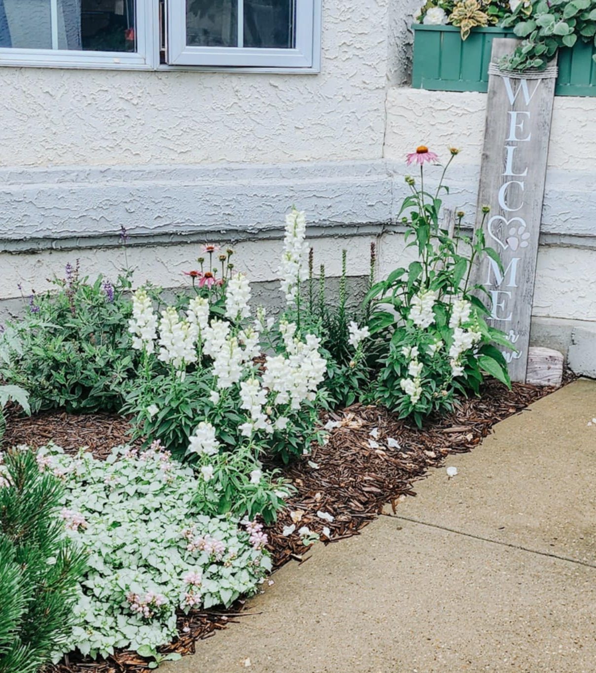 Flower garden with white snapdragons, pink echinacea, and ground cover plants next to a welcome sign.