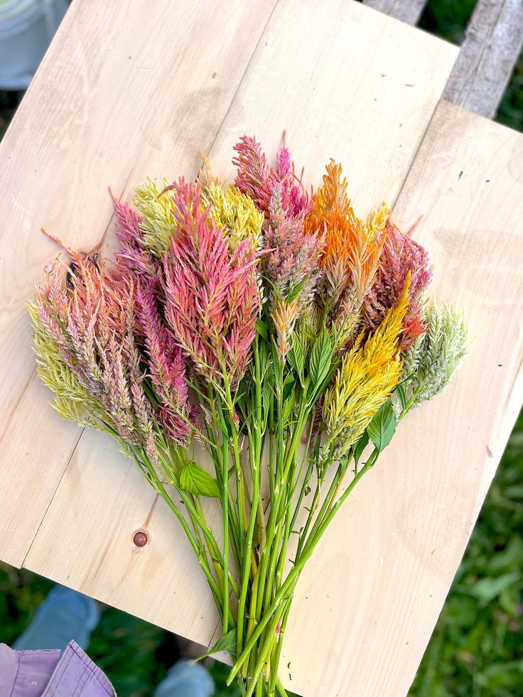 Gorgeous colourful celosia on wooden boards. From a Canadian seed source. 