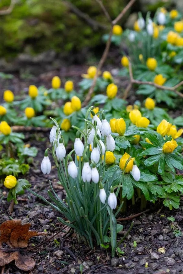 White snowdrop flowers surrounded by yellow aconites in a garden setting.